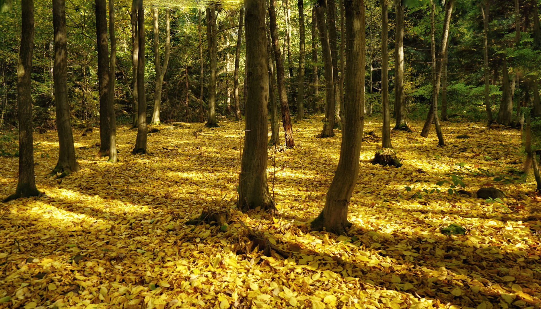 goldene Tagesdecke