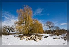 Goldene Trauerweide