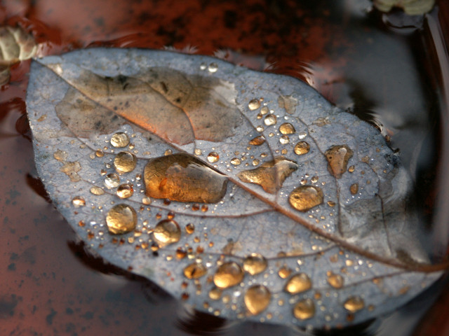 Goldene Tropfen