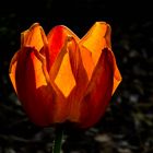 Goldene Tulpe / Golden tulip