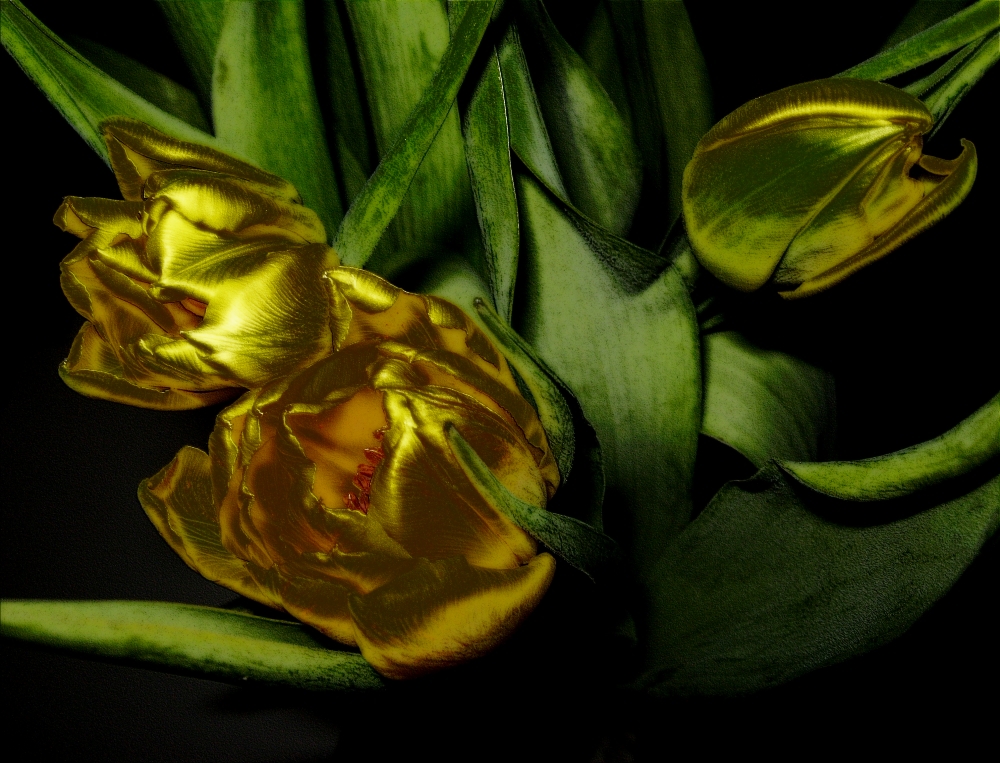 Goldene Tulpen