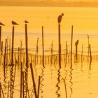 Goldene Vögel