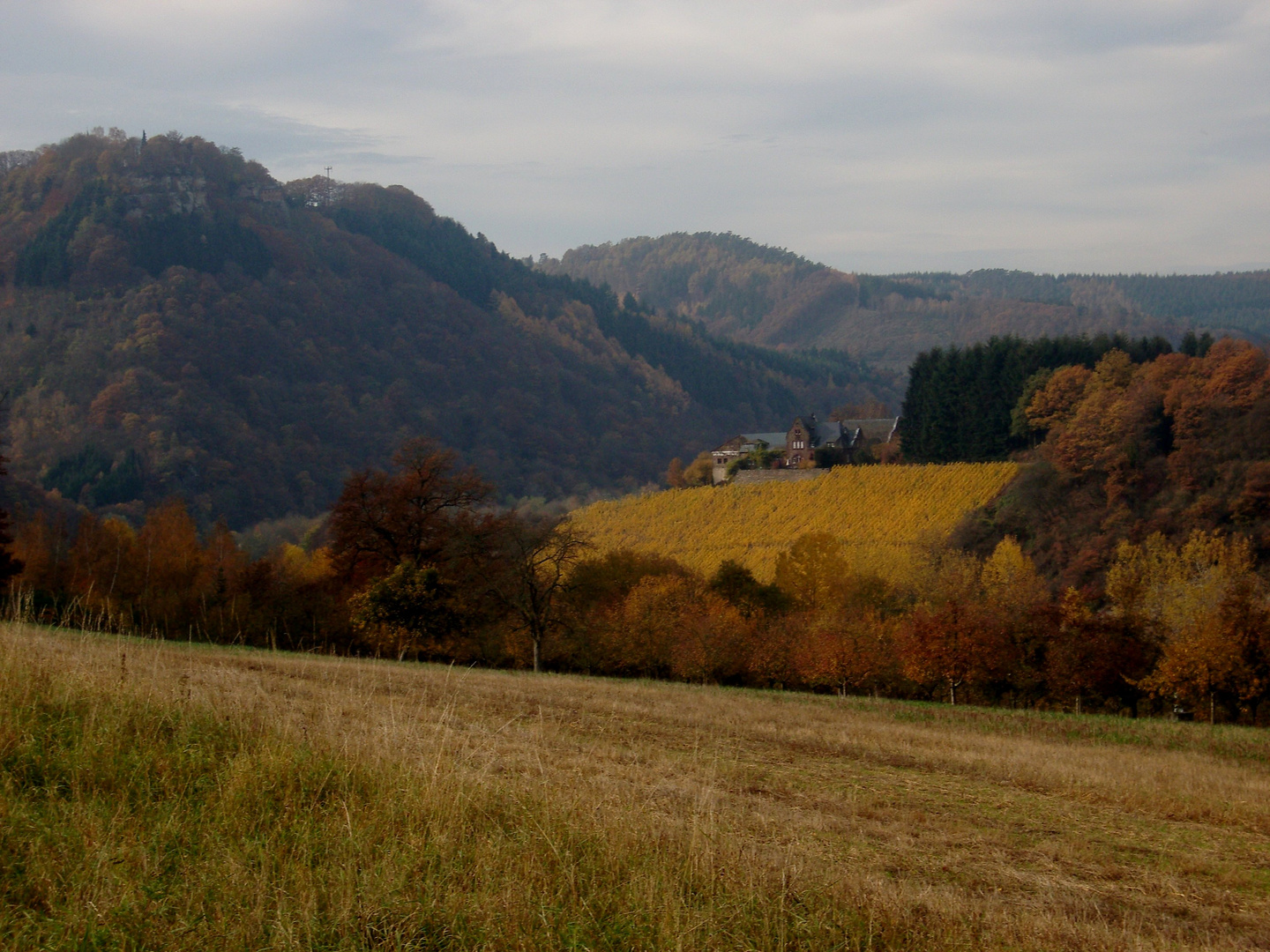 Goldene Weinberge 1