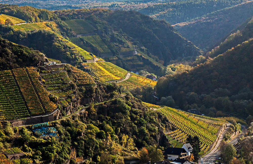 goldene Weinberge