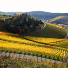 Goldene Weinberge