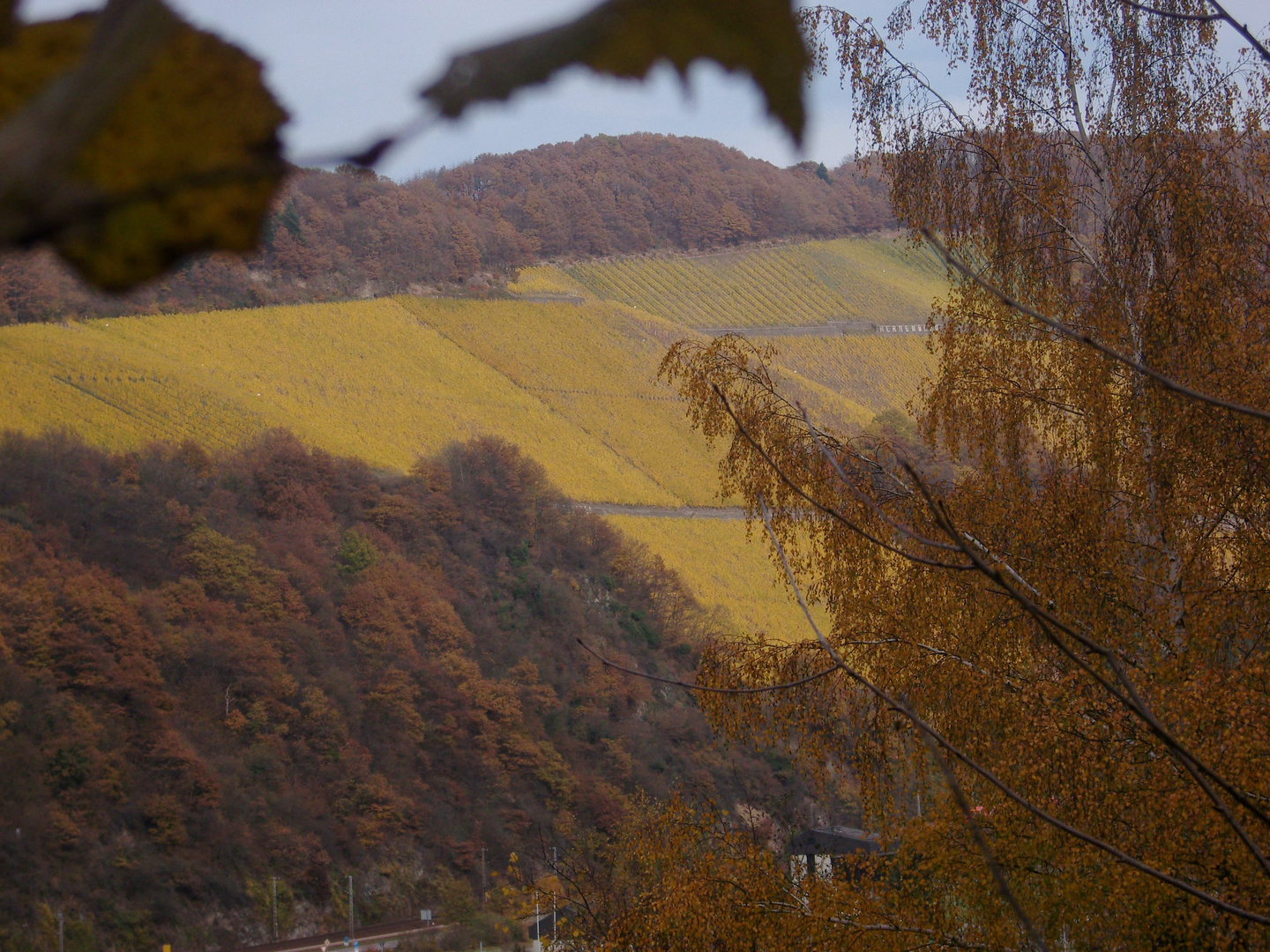 goldene Weinberge