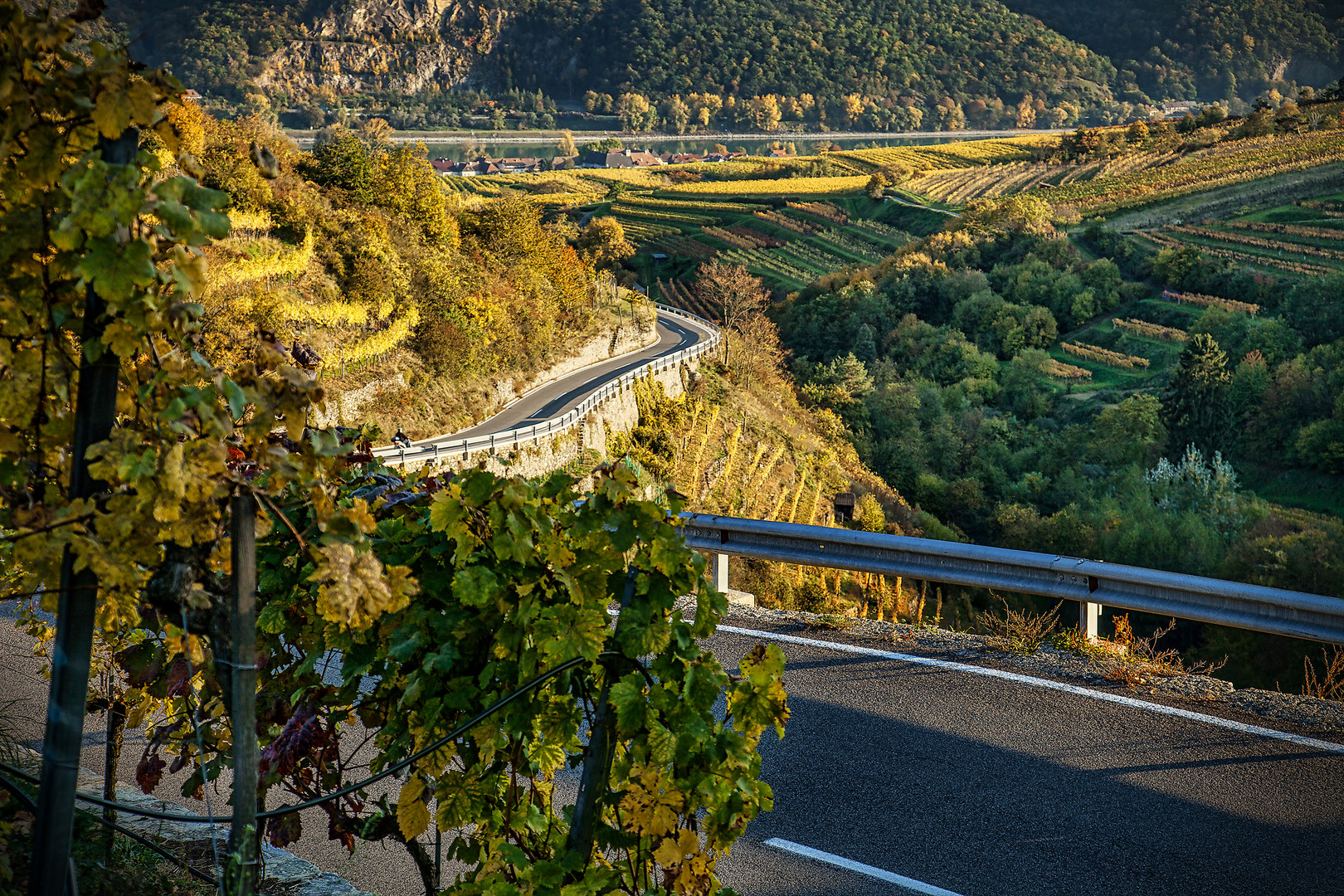 goldene Weingärten in der Wachau