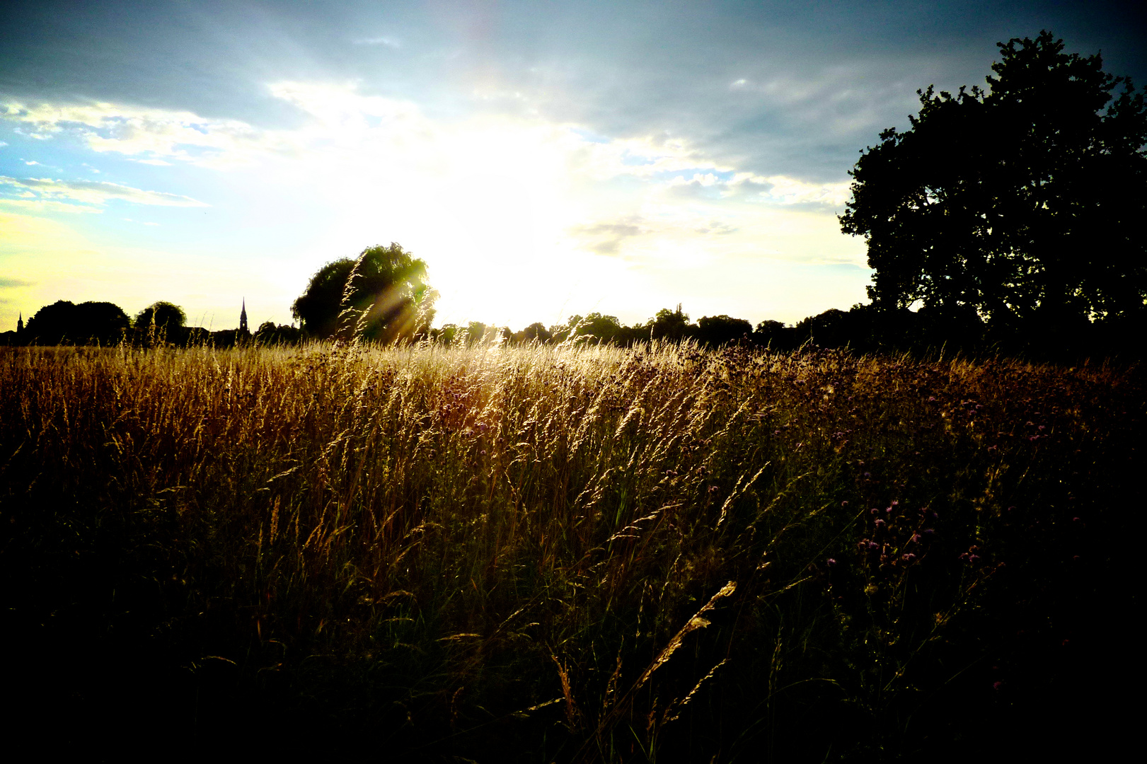 goldene wiese Foto & Bild | landschaft, Äcker, felder & wiesen