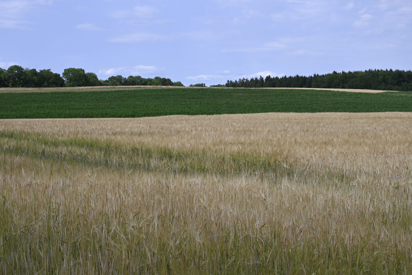 Goldene Wiese