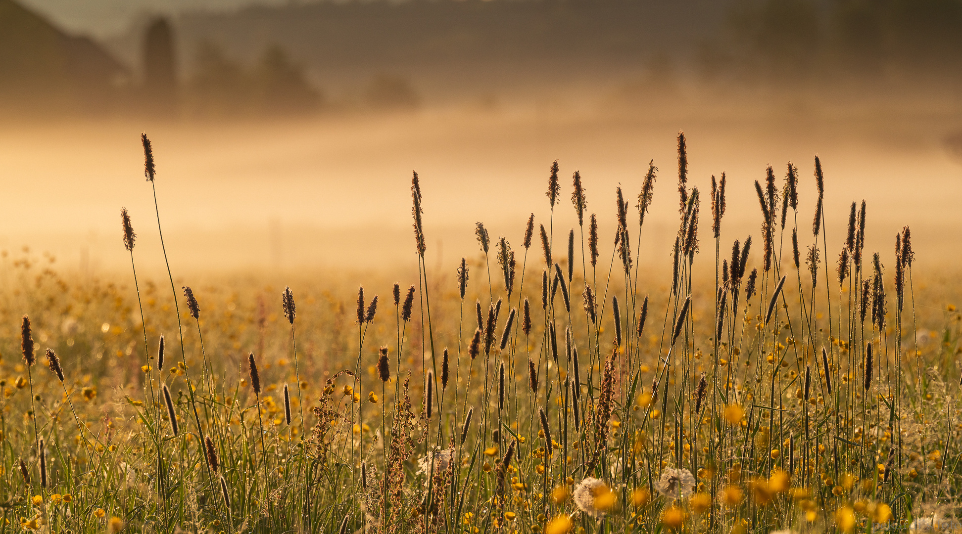 goldene Wiese