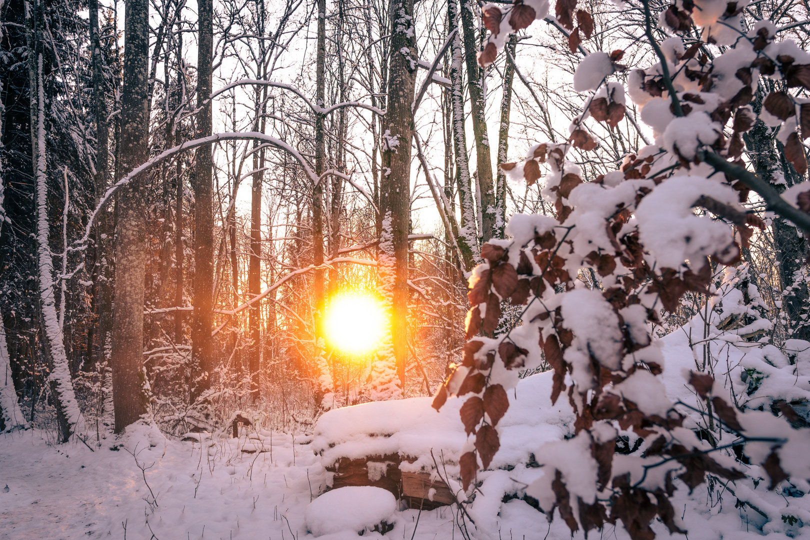 Goldene Winter Sonne 