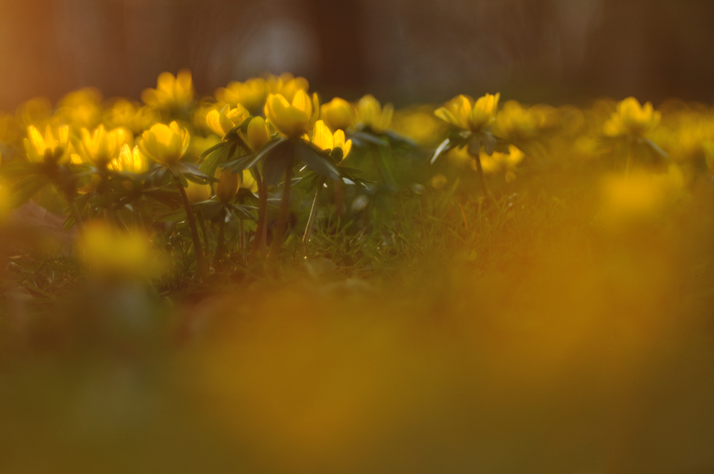 Goldene Wintersonnen