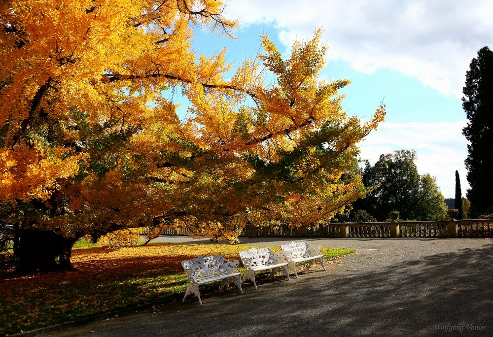 Goldene Zeiten auf der Insel Mainau