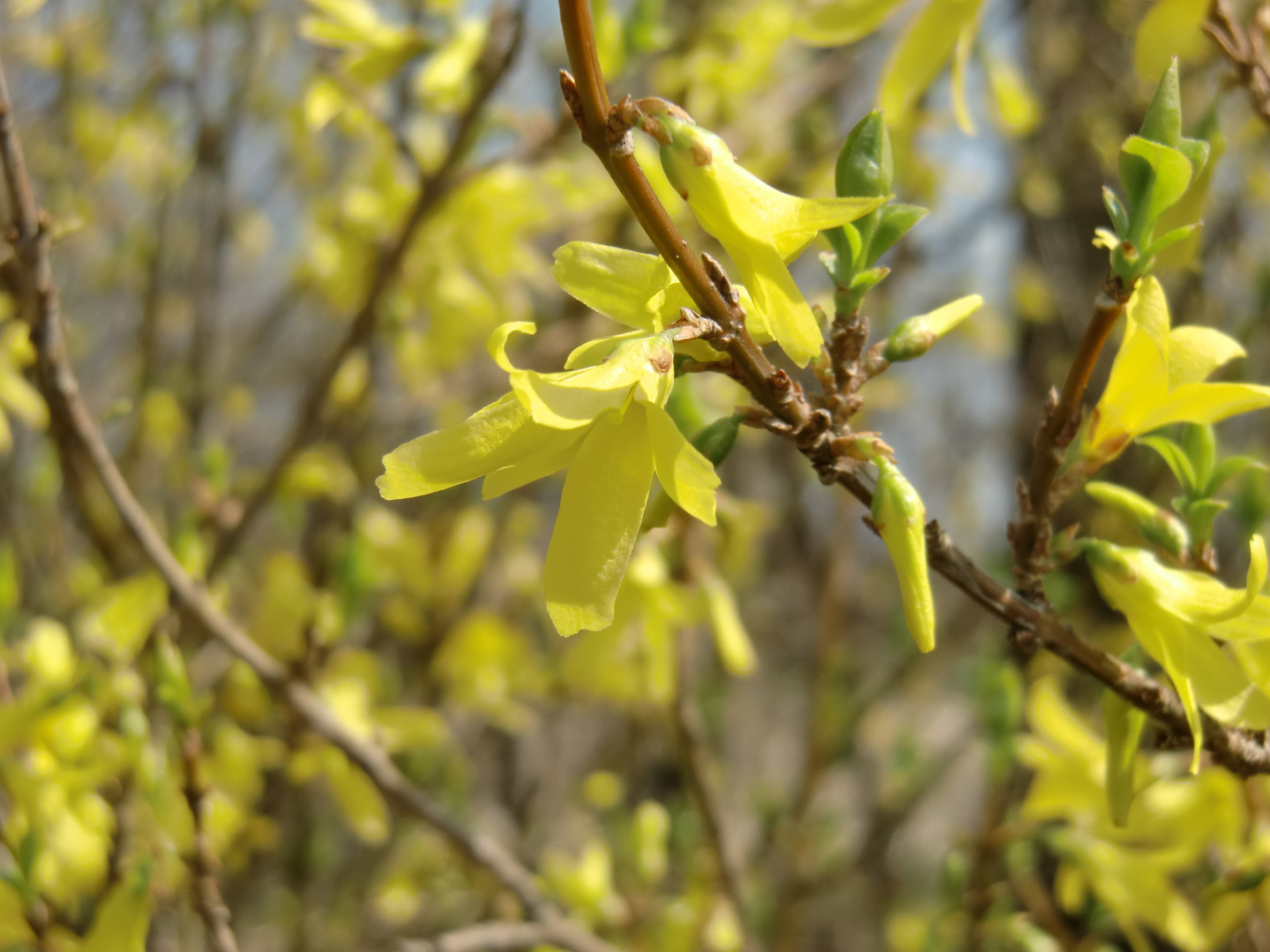 Goldene Zeiten - Forsythie