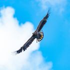 Golden_Eagel_Schottland_201708_-_1336