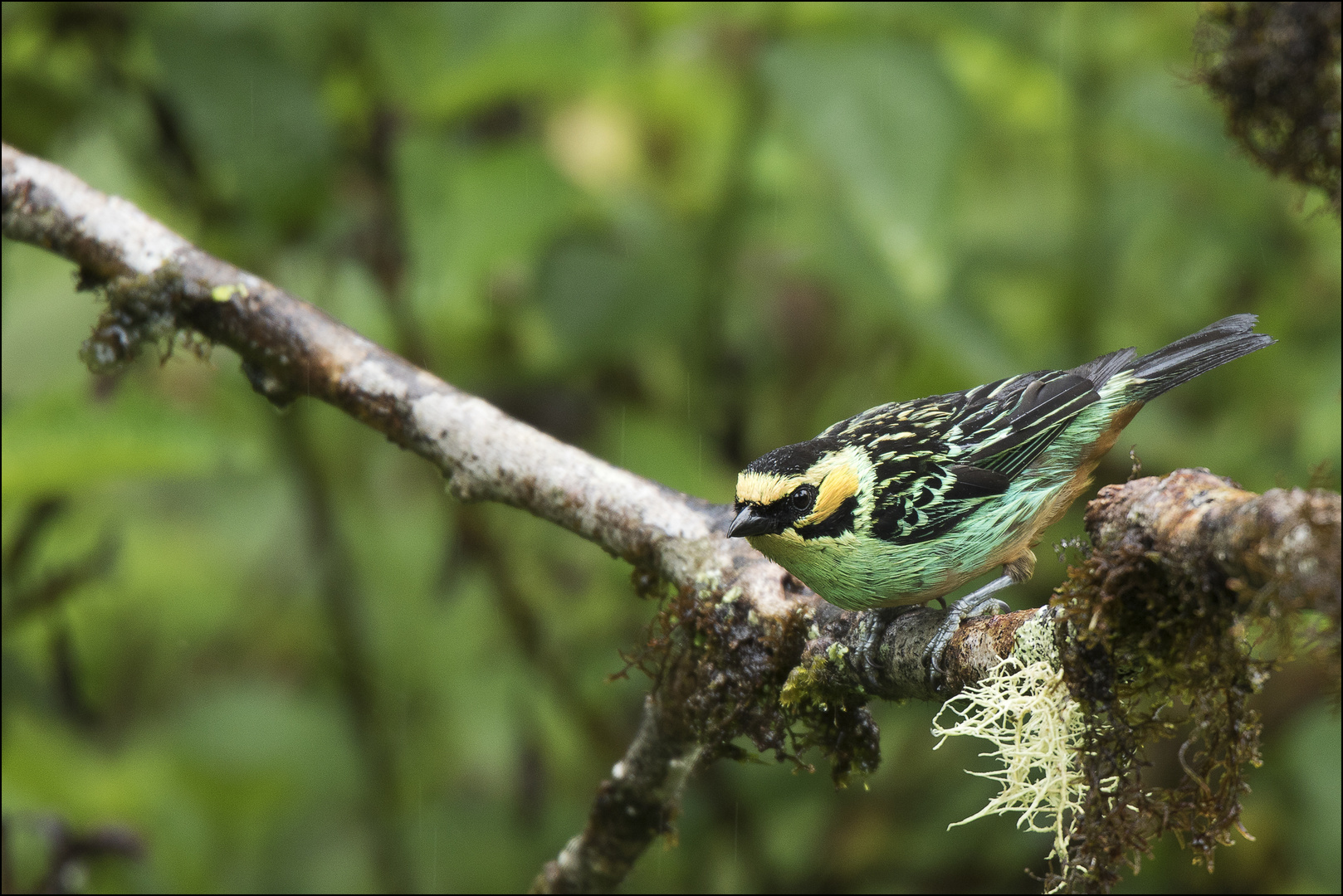 Goldeneared Tanager