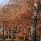 Goldenen Herbst in Englischgarten.