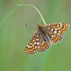 Goldener-Abbiss-oder auch Skabiosen-Scheckenfalter (Euphydryas aurinia)