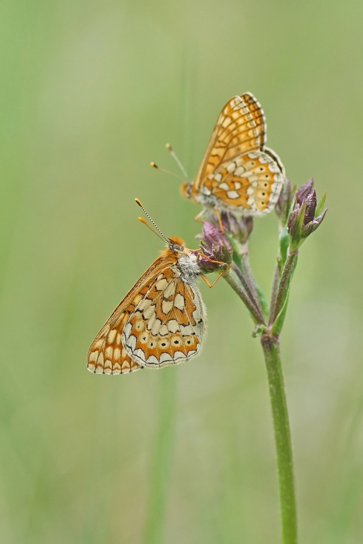 Goldener-Abbiss-oder Skabiosen-Scheckenfalter (Euphydryas aurinia)