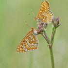 Goldener-Abbiss-oder Skabiosen-Scheckenfalter (Euphydryas aurinia)