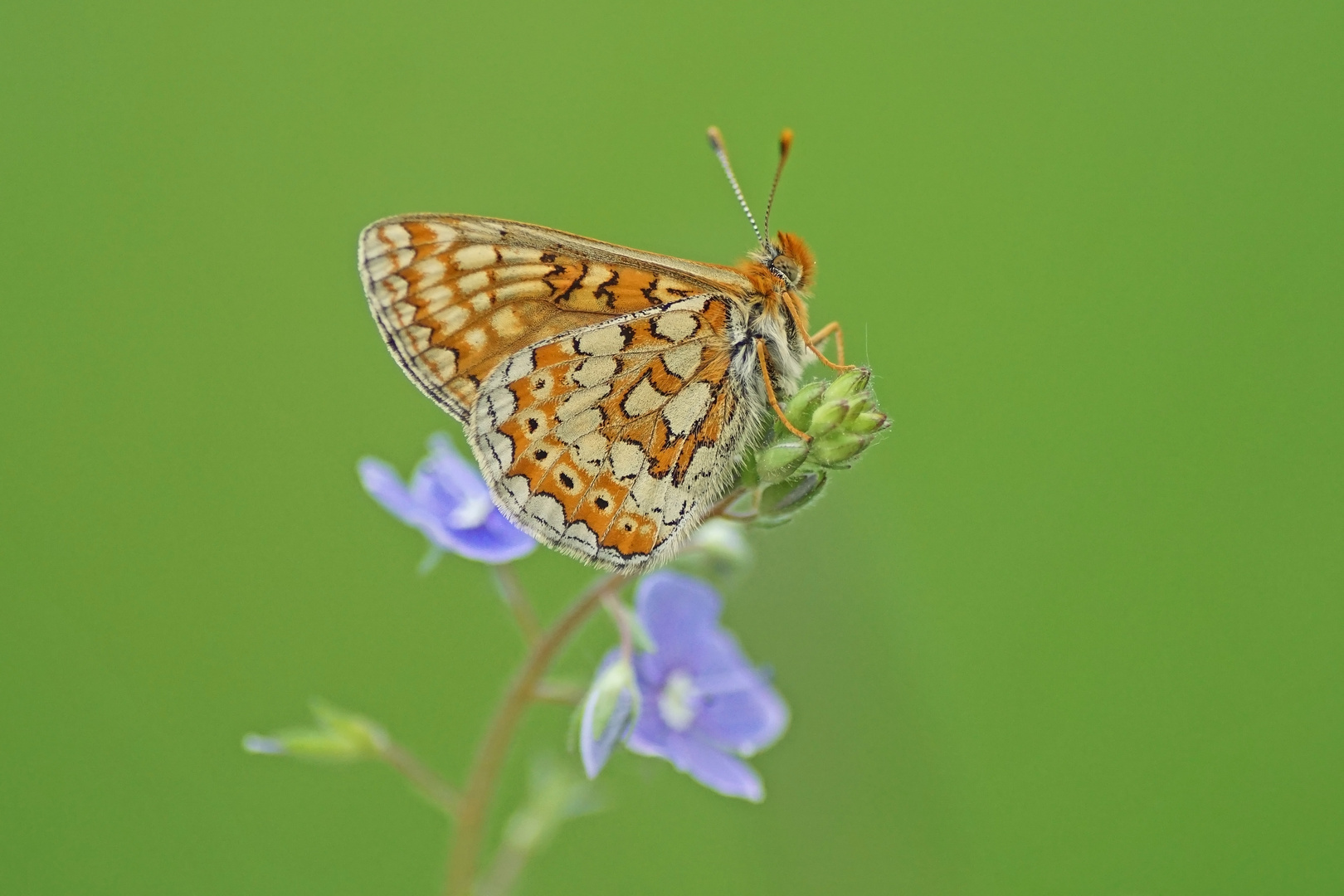 Goldener-Abbiss-oder Skabiosen-Scheckenfalter (Euphydryas aurinia)