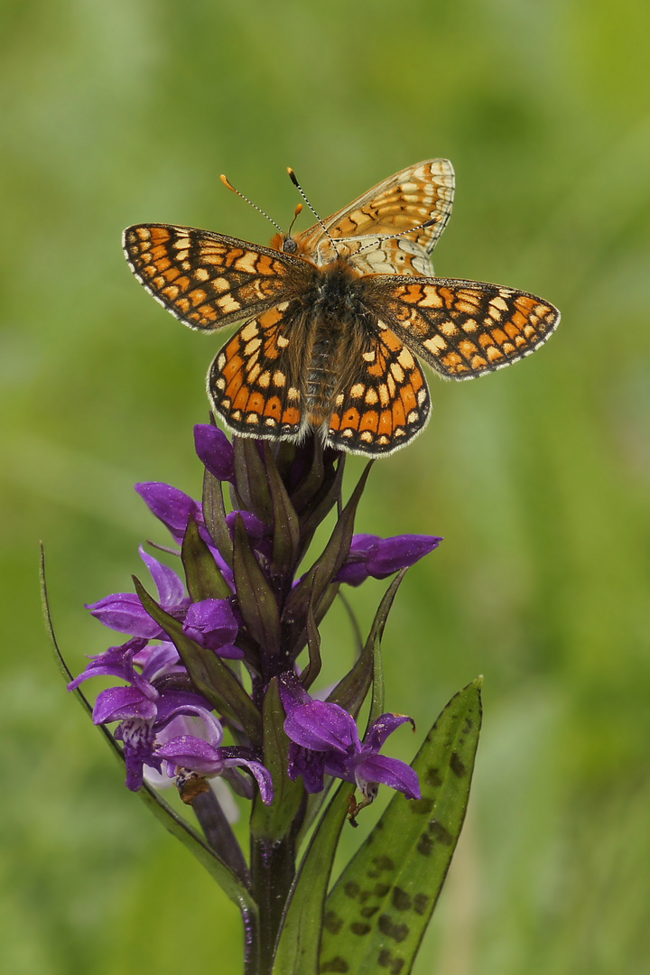 Goldener-Abbiss oder Skabiosen-Scheckenfalter (Euphydryas aurinia)