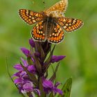 Goldener-Abbiss oder Skabiosen-Scheckenfalter (Euphydryas aurinia)