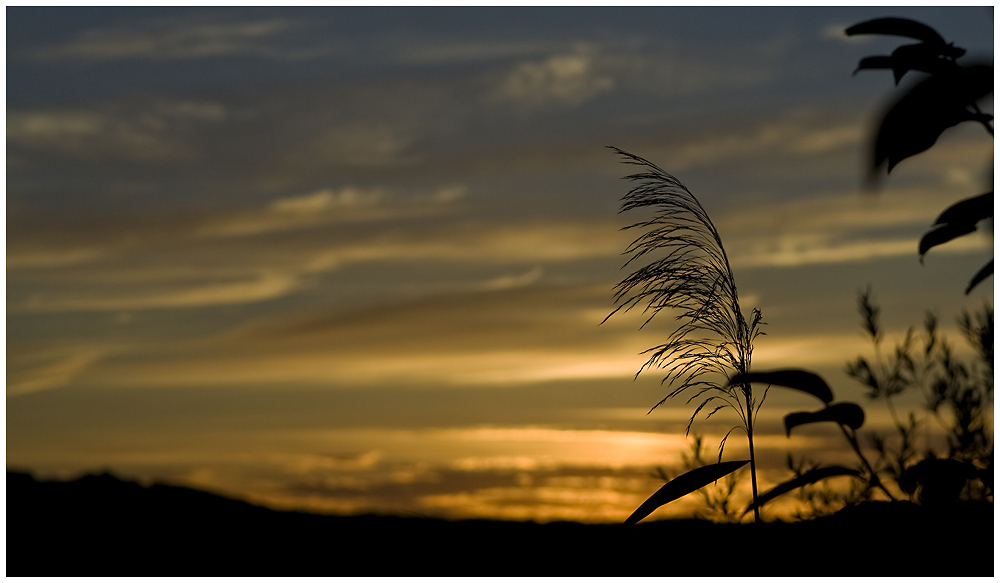 goldener abend