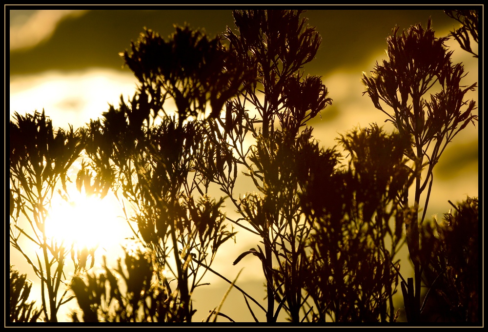 "goldener Abend"