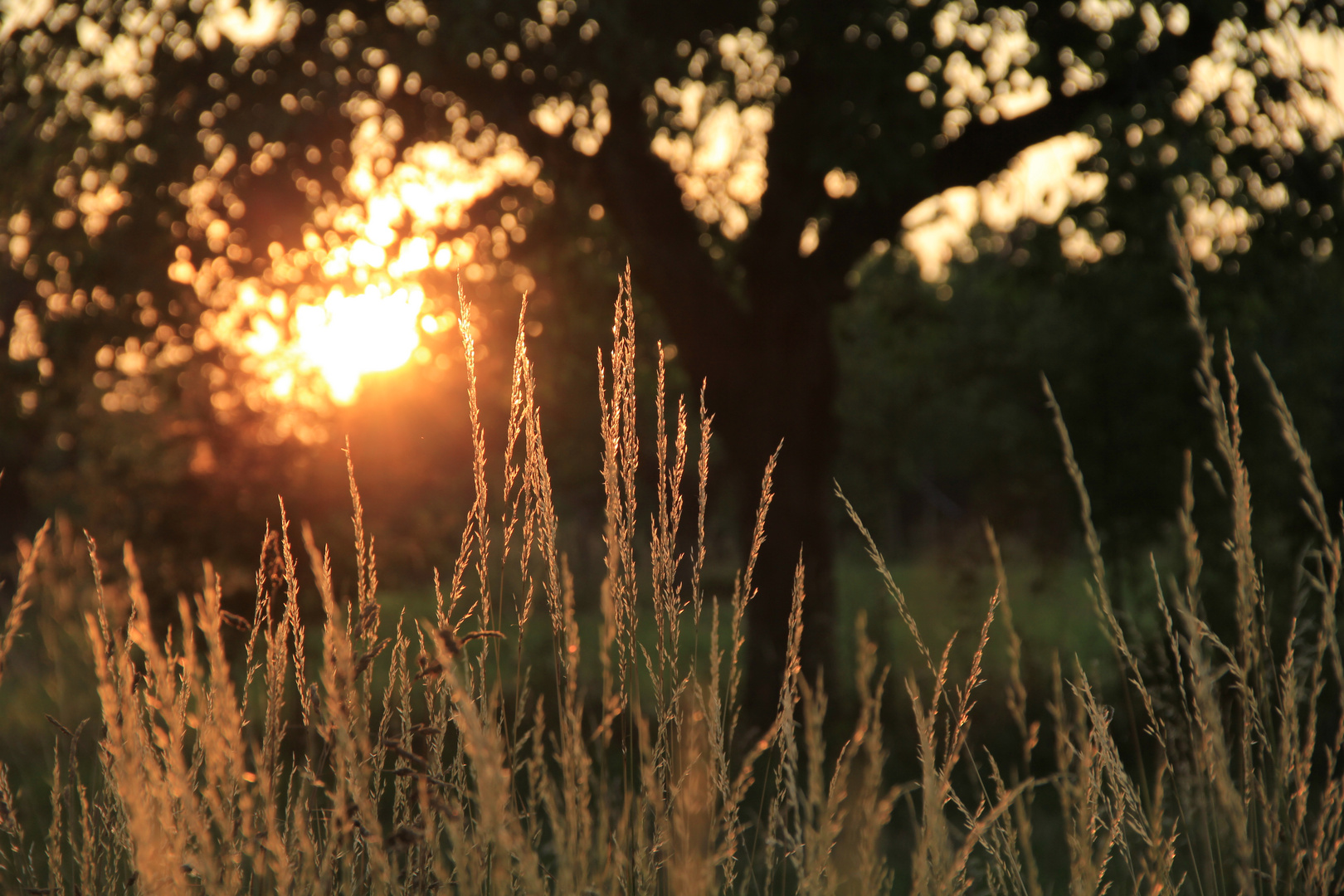 Goldener Abend