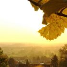 Goldener aber diesiger Herbst