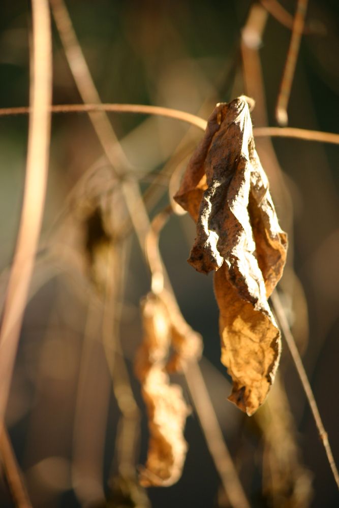 Goldener Abschied