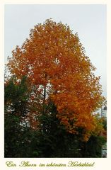 Goldener Ahorn ; gesehen und eingefangen in Essenrode bei Braunschweig.