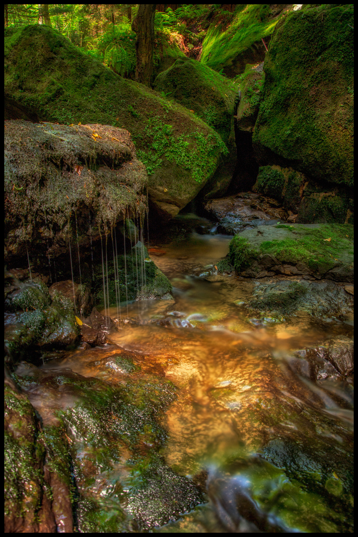 Goldener Amselgrund