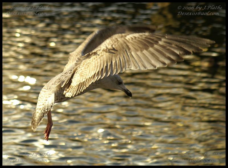 Goldener Anflug