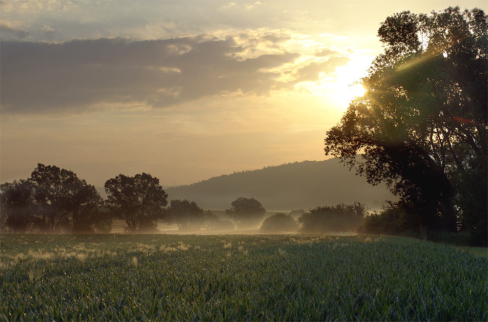 Goldener Auftritt