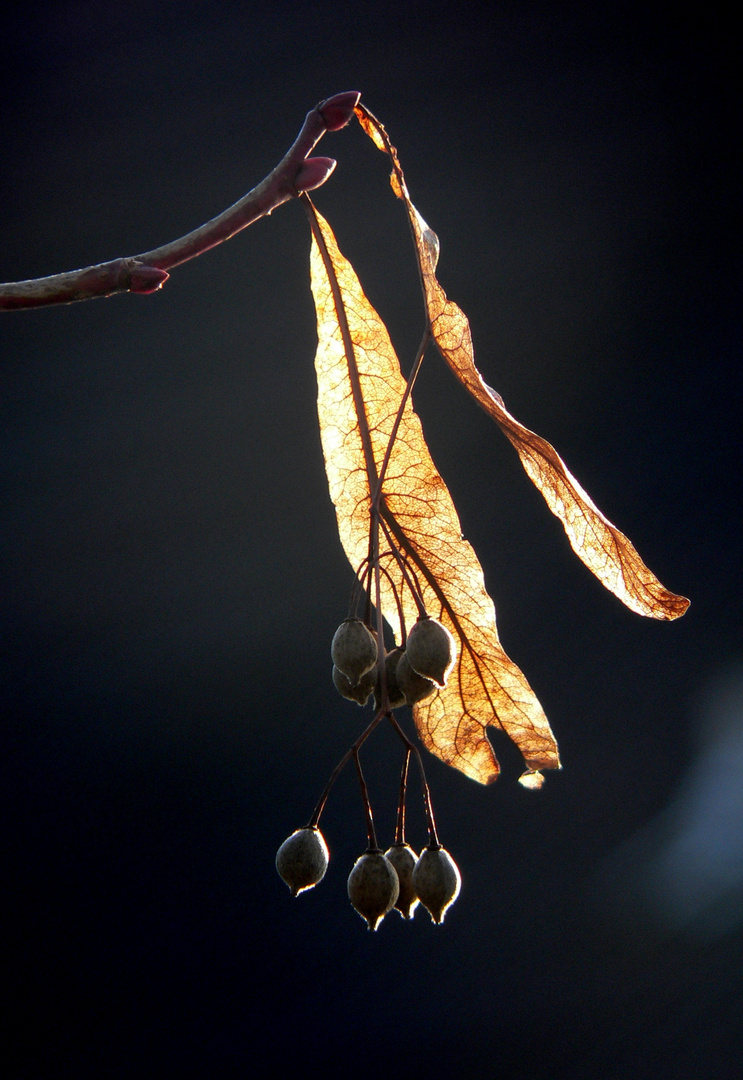 Goldener Augenblick