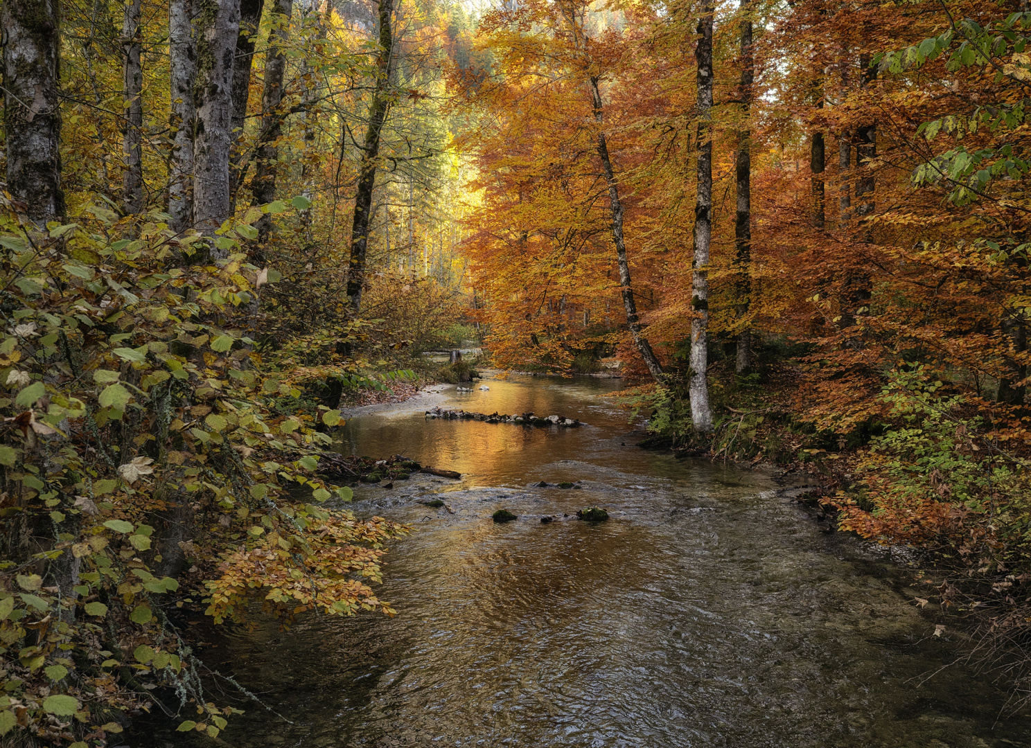 goldener Bachlauf