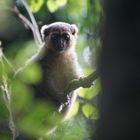 Goldener Bambuslemur