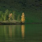 Goldener Baum