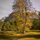 Goldener Baum