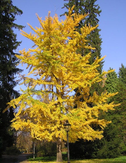 Goldener Baum