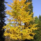 Goldener Baum