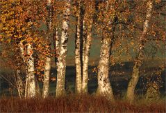 Goldener (Birken)-Herbst