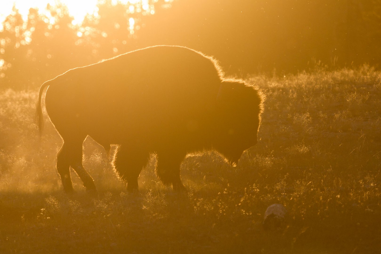 Goldener Bison