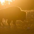 Goldener Bison