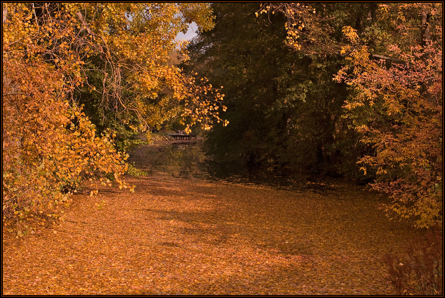 **** Goldener Blätterteppich auf der Schwabach ****