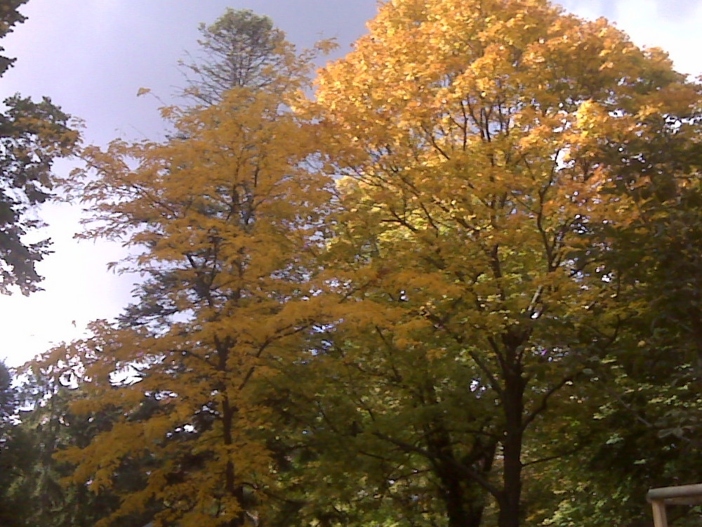 Goldener Blatt Baueme Oktober 2008