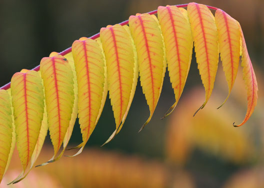 Goldener Bogen