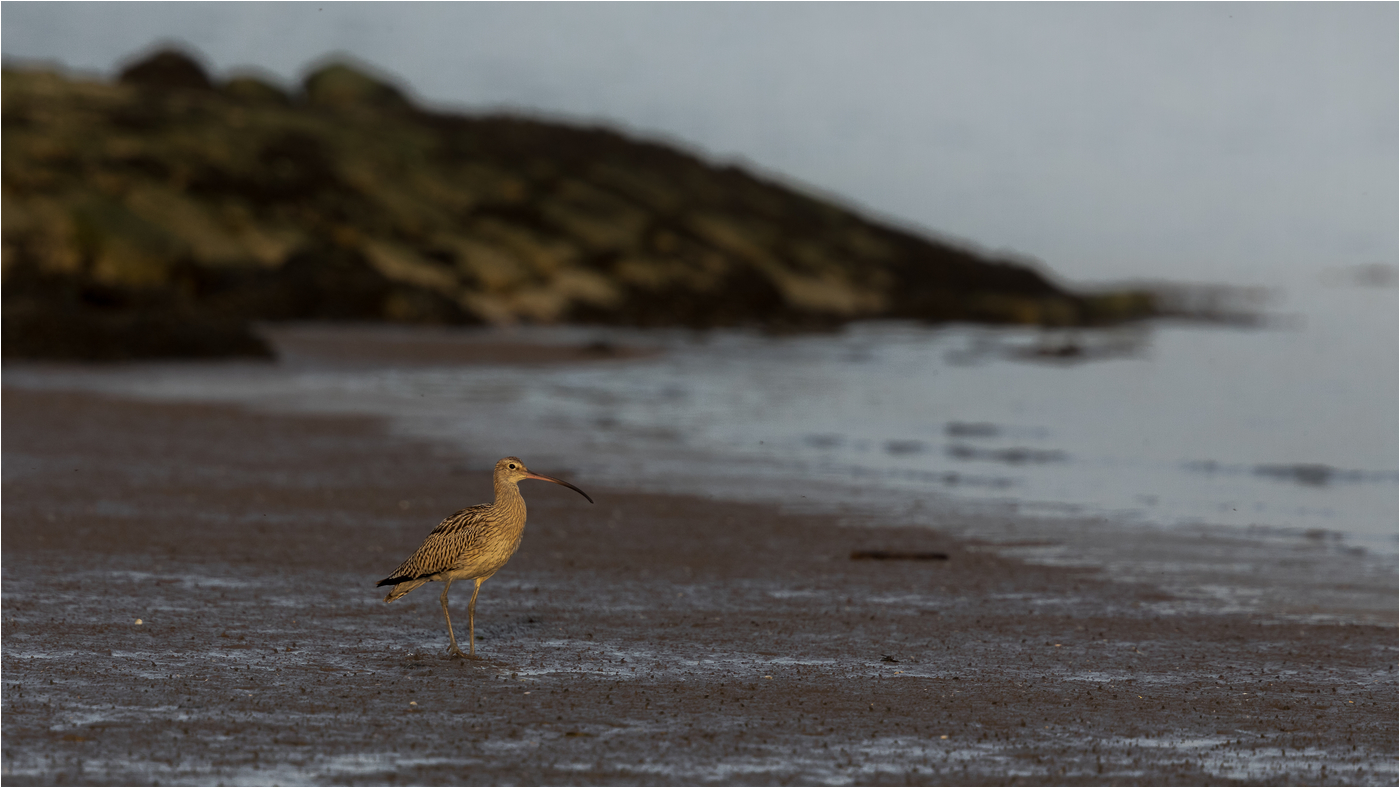 Goldener Brachvogel